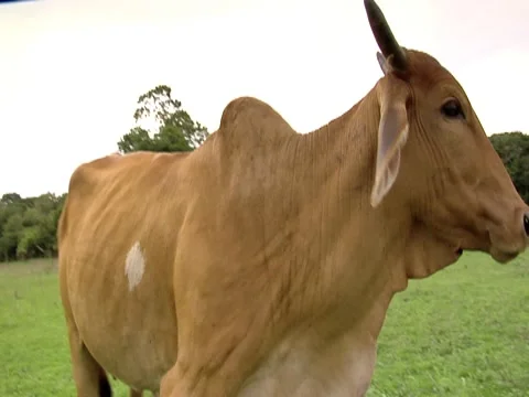 Cows Grazing 5 Stock Footage 8691238