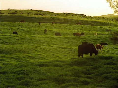Cows Grazing 640x480 Vidéo 523819
