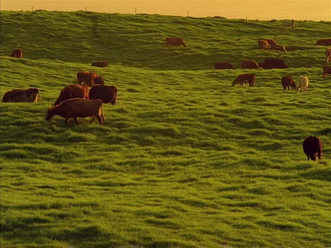 Cows Grazing 640x480 Stock-Footage 523901