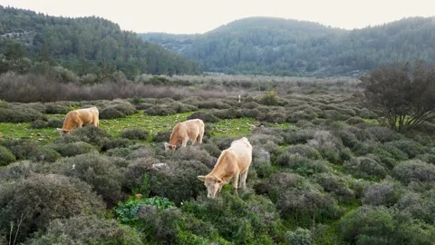 Cows grazing. Aerial shot going up cows. Cattle on green field. Cow farm. Aerial Stock Footage 231506917