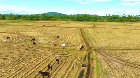Cows Grazing - Aerial View Stock Footage 250550510