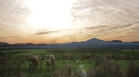 Cows grazing in the afternoon sunlight Stock Footage 65565848