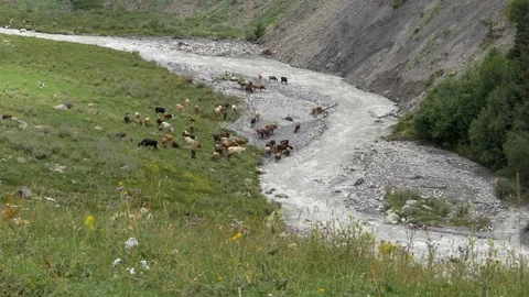 Cows grazing along a mountain river 스톡 동영상 94325977