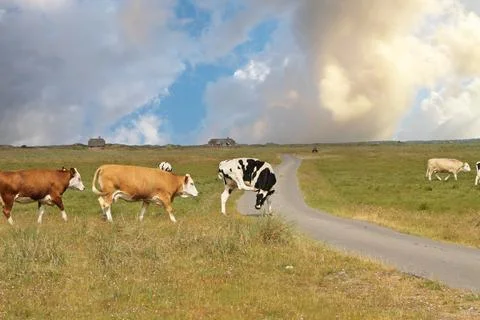 Cows grazing along a rural path under a dramatic sky in Denmark Stock Photos