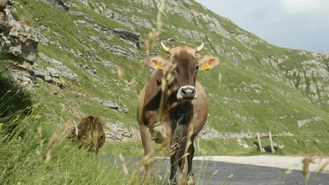 Cows grazing. Alpine cows graze on the mountain slope with large stones Stock Footage 104826173