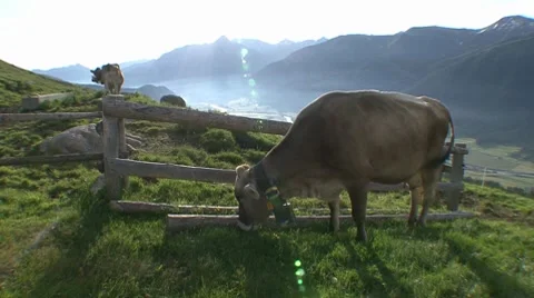 Cows Grazing On Alpine Meadow 2 스톡 동영상 8834363