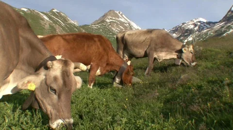 Cows Grazing On Alpine Meadow 3 스톡 동영상 516548