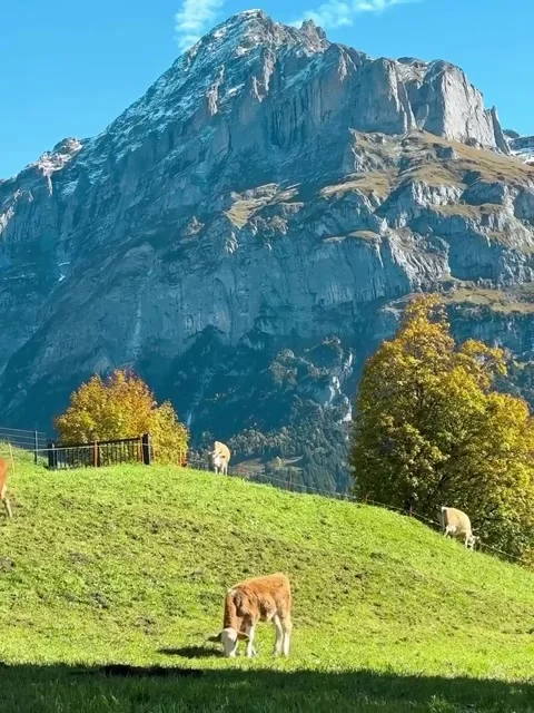 Cows Grazing on an Alpine Meadow Below a Rocky Peak Stock Footage 342264406