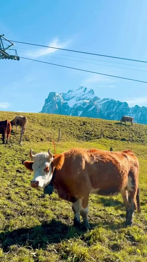 Cows Grazing on an Alpine Meadow With Cable Car Vídeos de archivo 342264430