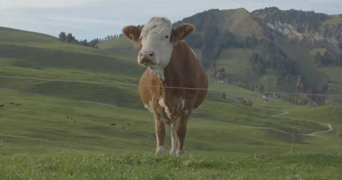 Cows grazing on alpine meadow. Cows on a field in Swiss Alps. Video stock 160989188