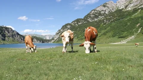 Cows grazing on an alpine meadow at the foot of a high mountains Stock Footage 158184747