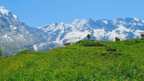 Cows grazing on alpine meadow Stock Footage 98427998