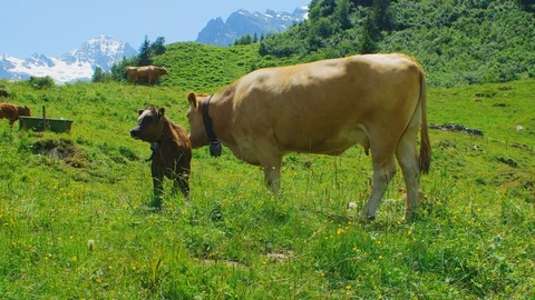 Cows grazing on alpine meadow Vidéo 98428535
