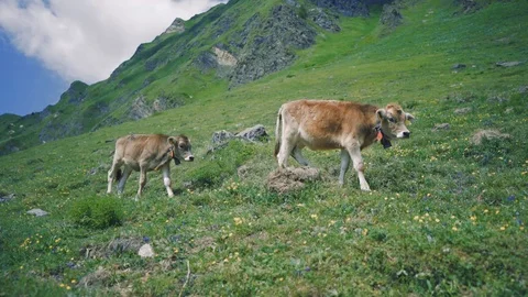 Cows grazing on alpine meadow Vídeos de archivo 115119670