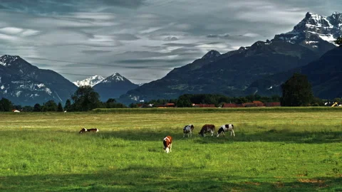 Cows grazing on alpine meadow Vídeos de archivo 160772887