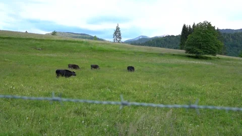 Cows grazing in an alpine meadow Stock Footage 196187264