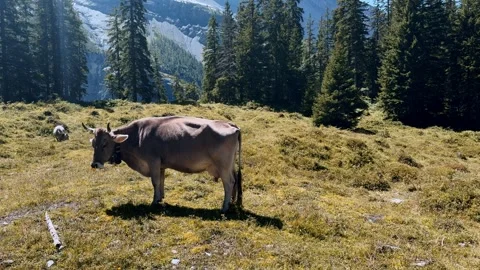 Cows grazing on alpine meadow, mountain background, hiking trail, tourism, trave Vídeo Stock 345682804