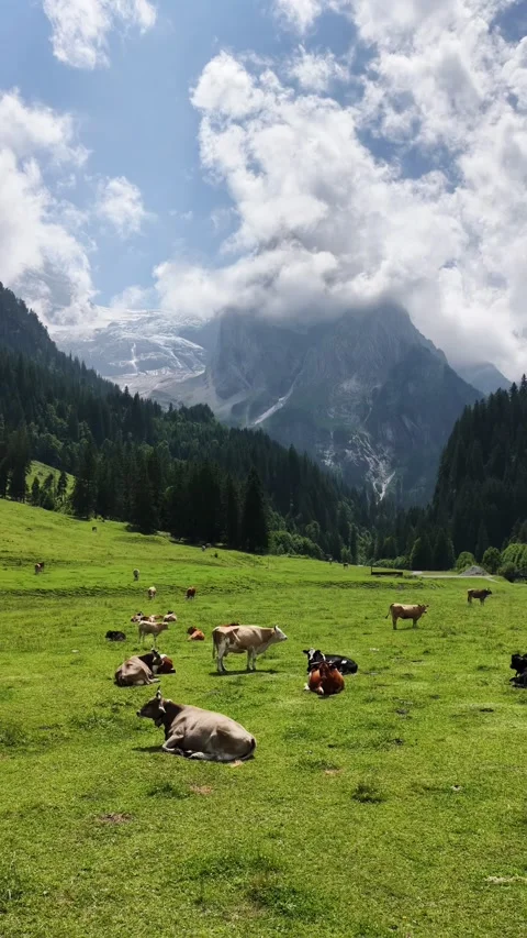 Cows grazing in an alpine meadow with mountains in the background Stock Footage 317952930