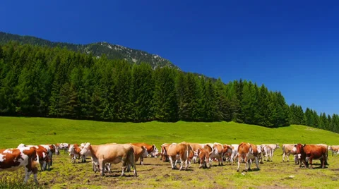Cows grazing on alpine meadows. Stock-Footage 29939278