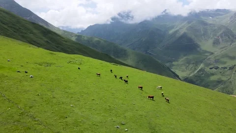 Cows Grazing in Alpine Meadows Stock Footage 331936756