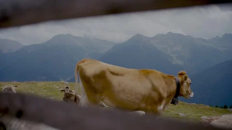 Cows Grazing in Alpine Pasture with Dramatic Mountain Peaks Background 库存影片 331168506