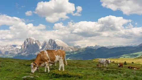Cows Grazing in Alpine Pasture Stock Photos