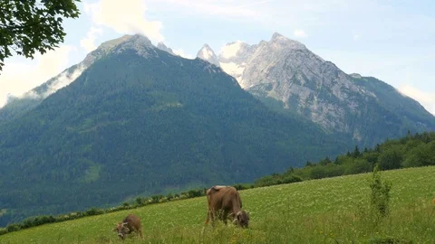 Cows grazing in the Alps mountains Stock Footage 77578044