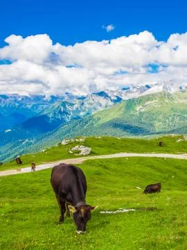 Cows grazing in the Alps Stock Photos