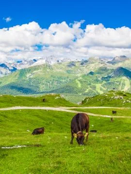 Cows grazing in the Alps Stock Photos