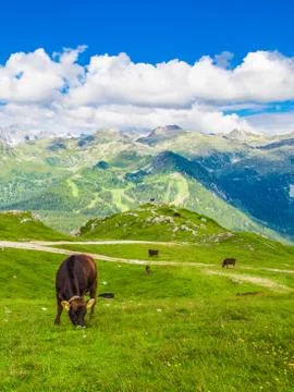 Cows grazing in the Alps Stock-Fotos