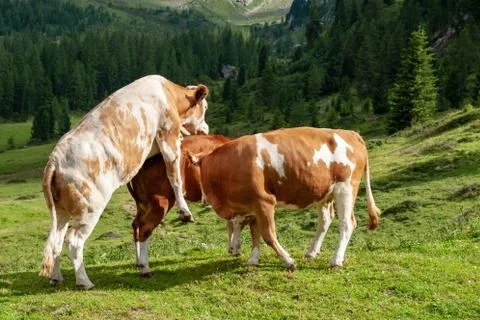 Cows Grazing in the Alps Stock Photos