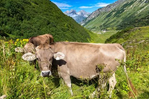 Cows grazing in Alps Stock Photos