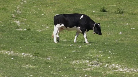 Cows grazing on Alps slopes Stock Footage
