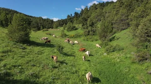 Cows grazing among the trees on the green plateau with aerial shot Stock Footage 294000352