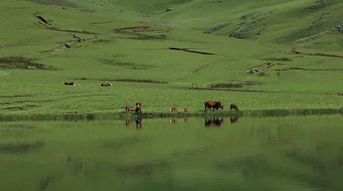 Cows grazing and drinking Stock Footage 48339985