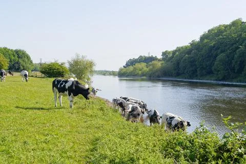 Cows grazing and drinking from the River Trent 写真素材