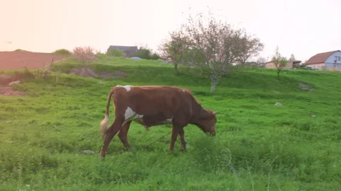 Cows grazing and going away in a sunny lovey day. Beautiful sunrise Stock Footage 75554955