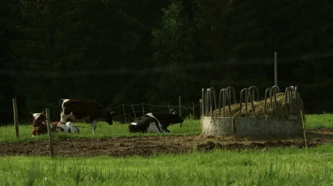 Cows grazing and laying down resting on farm Stock Footage 49685746