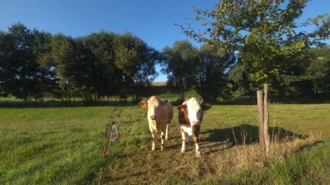 Cows Grazing and Looking Around in Rural Pasture Stock Footage 345606004