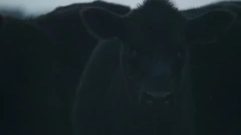 Cows grazing and looking at camera cu at sunset Stock-Footage 18772315