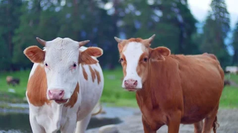 Cows grazing and looking at camera Stock-Footage 65773868