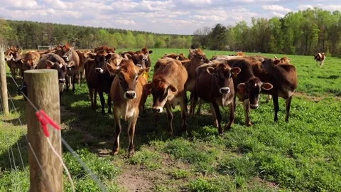 Cows Grazing and Looking Cute at Camera Stock Footage 153111851