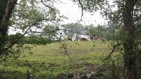 Cows grazing and resting in a field Video stock 239912992