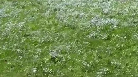 Cows Grazing and Resting in Lush Green Meadow With White Wildflowers Stock Footage 344538754