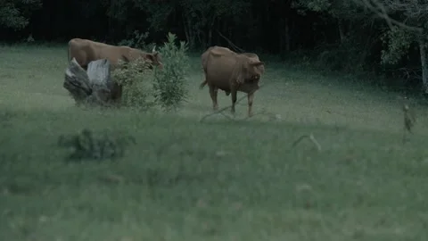 Cows Grazing and Walking on Pasture Edge in Sunshine Coast Hinterland, Australia Stock Footage 341300457
