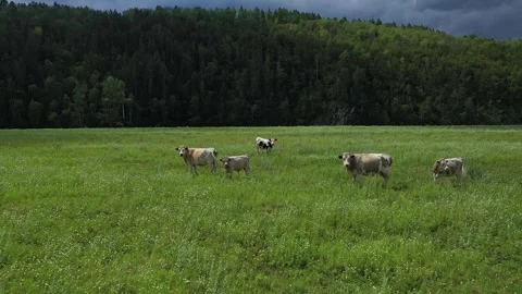 Cows grazing and walking through a vibrant green meadow Видео 301393011