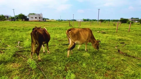 Cows Grazing - Backwards Shot Stock Footage 263732903