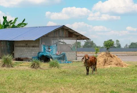 Cows grazing with barn Stock Photos