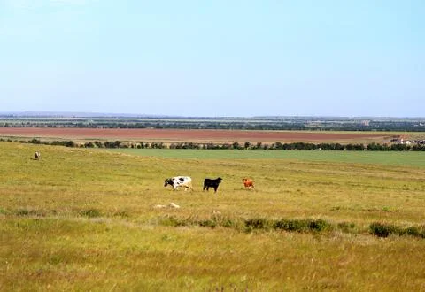 Cows grazing beautiful Stock Photos