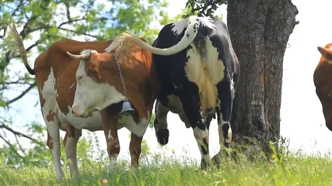 Cows grazing with bell on the mountain Video stock 77383692